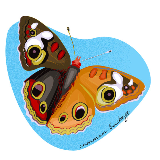 Buckeye butterfly 8x10 print - matted - Creative Vixen