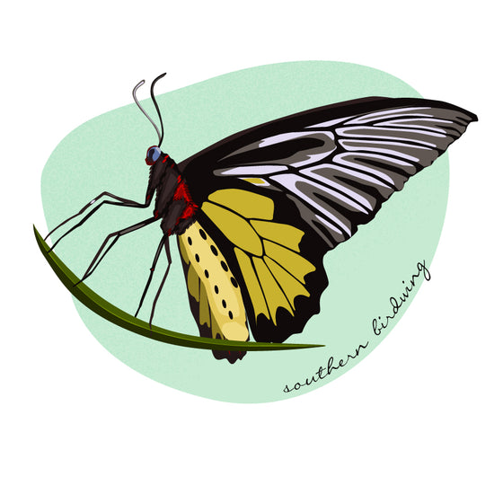 Southern birdwing butterfly 8x10 print - matted - Creative Vixen